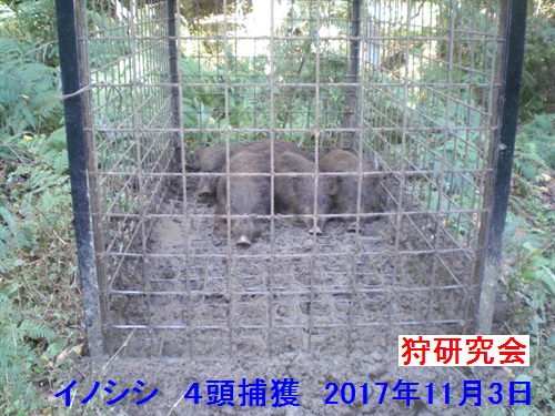 2017イノシシ4頭箱わな捕獲